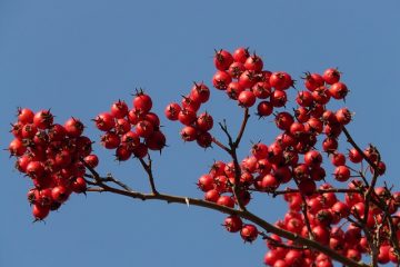 Glog, rastlina za krepitev srca, jačanje žil, ožilja, znižanje krvnega pritiska, hipertenzije